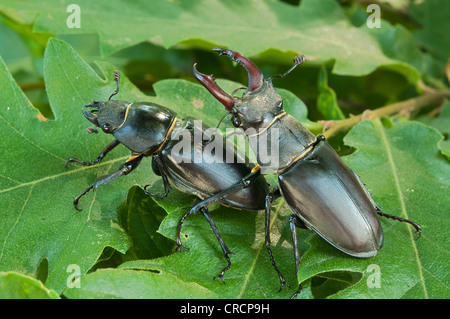 Hirschkäfer (Lucanus Cervus), weibliche links, Männlich, Burgenland, Österreich, Europa Stockfoto