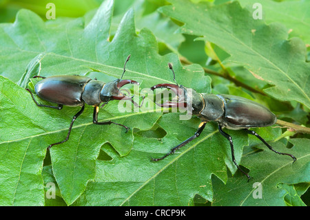 Hirschkäfer (Lucanus Cervus), Männchen, Burgenland, Austria, Europe Stockfoto