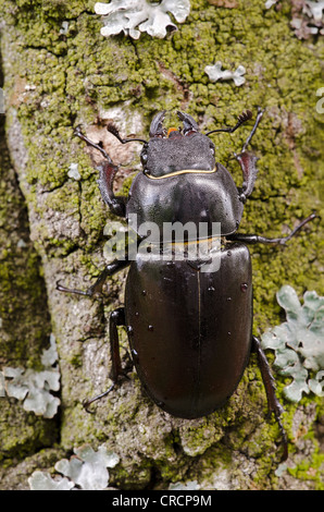 Hirschkäfer (Lucanus Cervus), Weiblich, Burgenland, Österreich, Europa Stockfoto