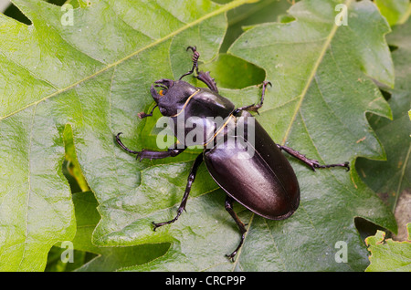 Hirschkäfer (Lucanus Cervus), Weiblich, Burgenland, Österreich, Europa Stockfoto