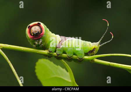 Puss Moth (Cerura Vinula) Caterpillar, Perktoldsdorf, untere Austria, Österreich, Europa Stockfoto