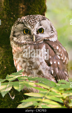 Der Rauhfußkauz Eule oder Boreal Eule (Aegolius Funereus), Nationalpark Bayerischer Wald, Bayern, Deutschland, Europa Stockfoto