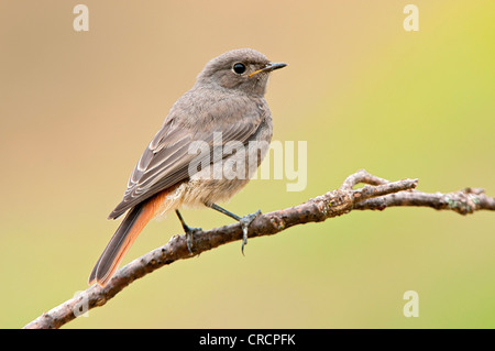 Black Redstart (Phoenicurus Ochruros), juvenile, Pinkafeld, Burgenland, Österreich, Europa Stockfoto