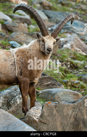 Alpensteinbock (Capra Ibex), Männlich, Nationalpark Hohe Tauern, Kärnten, Österreich, Europa Stockfoto