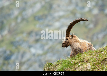 Alpensteinbock (Capra Ibex), Männlich, Nationalpark Hohe Tauern, Kärnten, Österreich, Europa Stockfoto