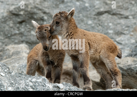 Alpensteinbock (Capra Ibex), zwei junge, Alpine Zoo Innsbruck, Tirol, Österreich Stockfoto