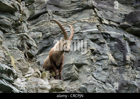 Alpensteinbock (Capra Ibex), Männlich, Nationalpark Hohe Tauern, Kärnten, Österreich, Europa Stockfoto