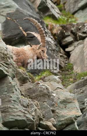 Alpensteinbock (Capra Ibex), Männlich, Nationalpark Hohe Tauern, Kärnten, Österreich, Europa Stockfoto