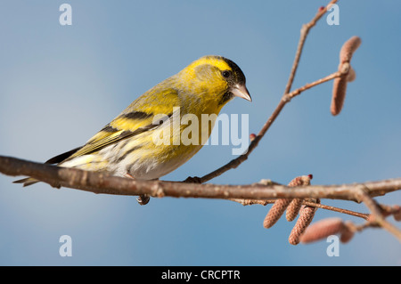 Erlenzeisig (Zuchtjahr Spinus), Schlinglberg, Schwaz, Nord-Tirol, Österreich, Europa Stockfoto