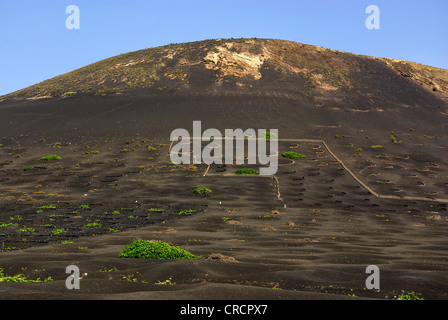 Weinberge auf Lanzarote, Spanien. Stockfoto