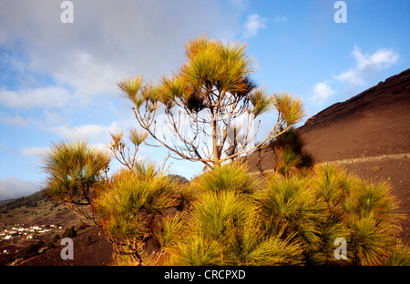 Kanarische Kiefer (Pinus Canariensis), vor vulkanischen Landschaft, Kanarischen, Fuencaliente, La Palma, Santa Cruz De Tenerife Stockfoto