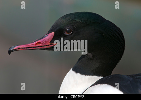 Prototyp oder Gänsesäger (Mergus Prototyp), Männlich, Porträt, Alpine Zoo-Innsbruck, Tirol, Österreich Stockfoto