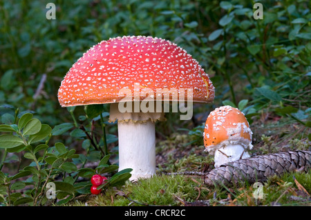 Fliegenpilz, Fly Amanita (Amanita Muscaria), Pillersattel Bergpass, Tirol, Austria, Europe Stockfoto