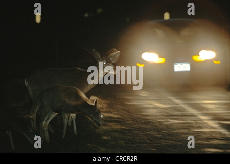 weiß - angebundene Rotwild (Odocoileus Virginianus), Reh auf der Straße bei Nacht, USA Stockfoto