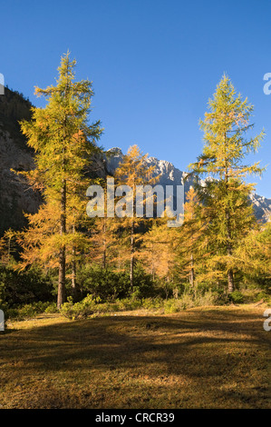 Europäische Lärche (Larix Decidua), Stallenbach Tal, Karwendelgebirge, Tirol, Österreich, Europa Stockfoto