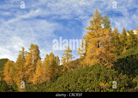 Europäische Lärche (Larix Decidua), Stallenbach Tal, Karwendelgebirge, Tirol, Österreich, Europa Stockfoto