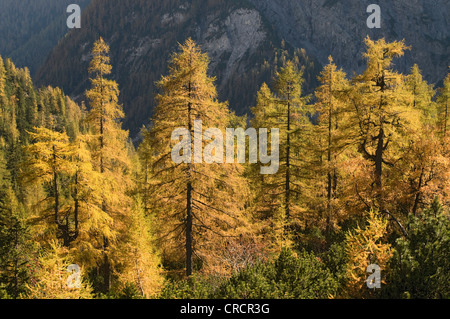 Europäische Lärche (Larix Decidua), Stallenbach Tal, Karwendelgebirge, Tirol, Österreich, Europa Stockfoto