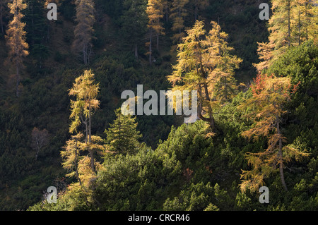 Europäische Lärche (Larix Decidua), Stallenbach Tal, Karwendelgebirge, Tirol, Österreich, Europa Stockfoto