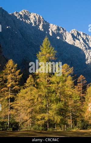 Europäische Lärche (Larix Decidua), Stallenbach Tal, Karwendelgebirge, Tirol, Österreich, Europa Stockfoto