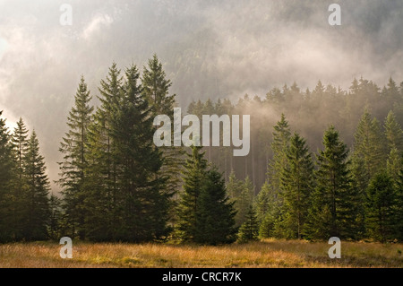 Fichte (Picea Abies) Wald, Riedener See, Rieden, Lechtal, Außerfern, Tirol, Österreich, Europa Stockfoto