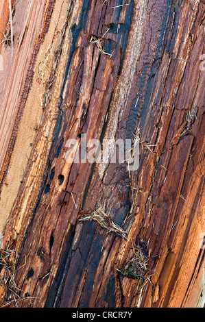 Europäische Lärche (Larix Decidua), Holz-Struktur, Schwaz, Tirol, Austria, Europe Stockfoto