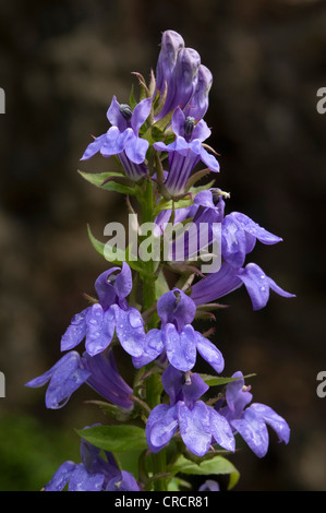 Große blaue Lobelie (Lobelia Siphilitica), Gardasee, Lombardei, Italien, Europa Stockfoto