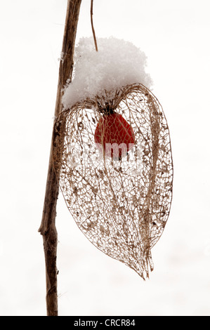 Blase Kirsch- oder chinesische Laterne (Physalis Alkekengi), Schwaz, Tirol, Österreich, Europa Stockfoto