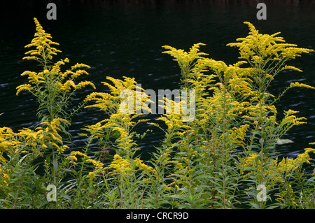 Kanada Goldrute (Solidago Canadensis), Gaisau, Inzing, Tirol, Österreich, Europa Stockfoto