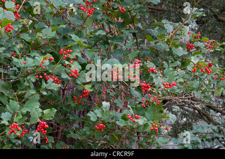 Gemeinsamen Schneeball (Viburnum Opulus), Riedener See, Rieden, Lechtal, Außerfern, Tirol, Österreich, Europa Stockfoto