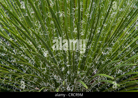 Thread-Blatt-Agave (Agave Filifera), Mexiko Stockfoto