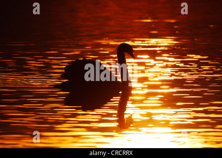 Höckerschwan (Cygnus Olor), bei Sonnenaufgang, Dänemark, Westjuetland Stockfoto