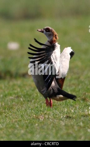 Nilgans (Alopochen Aegyptiacus), mit Flügeln, Deutschland, Nordrhein-Westfalen Stockfoto