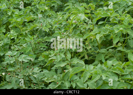 Kartoffelkäfer Larven auf Pflanzen - Leptinotarsa Decemlineata Say Stockfoto