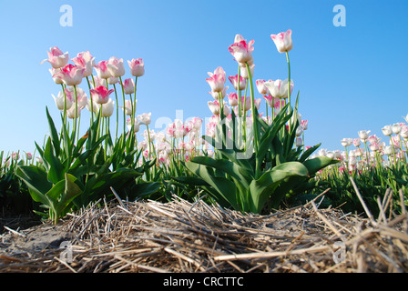 gemeinsamer Garten-Tulpe (Tulipa spec.), Tulpenfeld, Den Helder, Niederlande, Niederlande Stockfoto