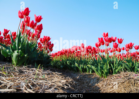 gemeinsamer Garten-Tulpe (Tulipa spec.), Tulpenfeld, Den Helder, Niederlande, Niederlande Stockfoto