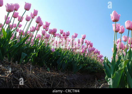 gemeinsamer Garten-Tulpe (Tulipa spec.), Tulpenfeld, Den Helder, Niederlande, Niederlande Stockfoto