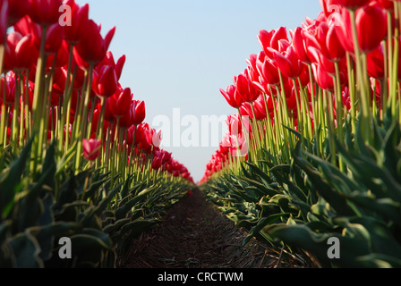 gemeinsamer Garten-Tulpe (Tulipa spec.), Tulpenfeld, Den Helder, Niederlande, Niederlande Stockfoto
