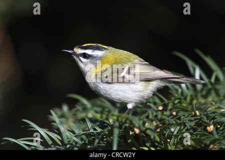 Firecrest (Regulus Ignicapillus), Weiblich, Deutschland, Baden-Württemberg Stockfoto