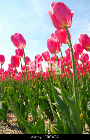 gemeinsamer Garten Tulpe (Tulipa spec.), rot blühende Tulpen, Niederlande, Niederlande, Den Helder Stockfoto