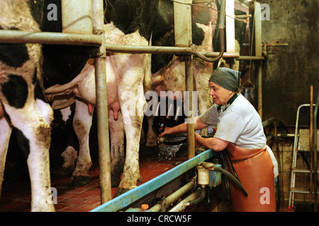 Bauernhof, Kühe gemolken Stockfoto