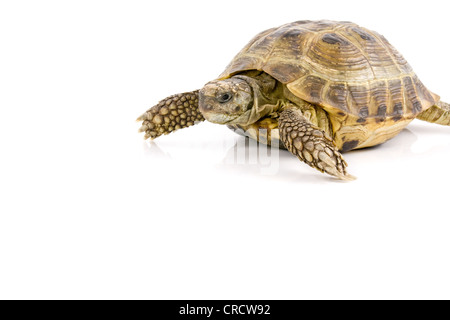 Land-Schildkröte-Crawl auf einem weißen Hintergrund Stockfoto