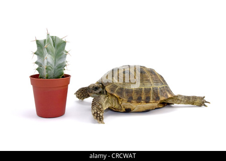 Schildkröte und kleinen Kaktus vor einem weißen Hintergrund Stockfoto