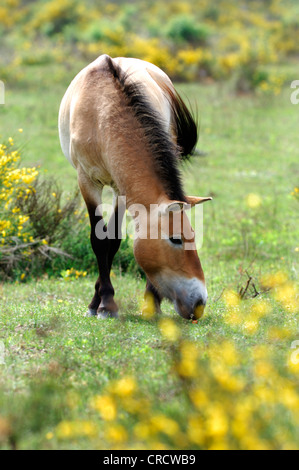 Przewalski Pferd (Equus Przewalski), Weiden Stockfoto