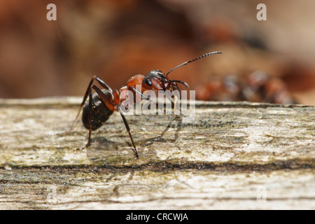 Waldameise (Formica Rufa), auf Totholz, Deutschland, Baden-Württemberg Stockfoto
