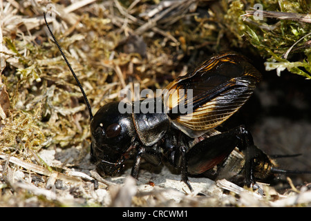 Field Cricket (Gryllus Campestris), vor Rohr, Deutschland, Baden-Württemberg Stockfoto