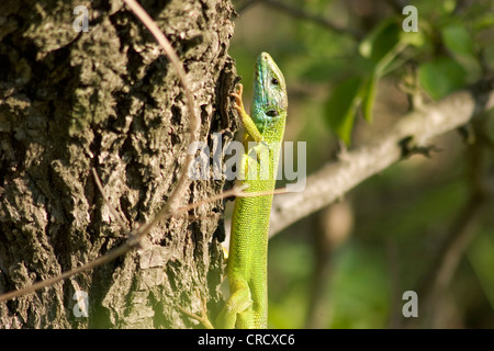 Östlichen Balkan Smaragd Eidechse (Lacerta Medien, Lacerta Trilineata Medien), am Baumstamm, Bulgarien Stockfoto