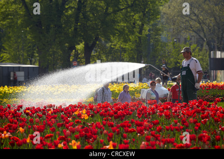 Tulpenfeld bewässert, zur Bundesgartenschau 2011, Bund Garden Show 2011, vor dem Kurfürstlichen Schloss in Koblenz Stockfoto