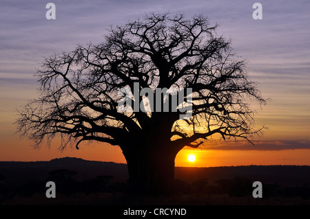 Baobab oder Affe - Brot Baum (Adansonia digitata), Tarangire Nationalpark, Tansania, Afrika Stockfoto