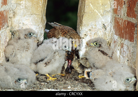 gemeinsamen Turmfalke (Falco Tinnunculus), weibliche und Küken, Deutschland, Baden-Württemberg Stockfoto