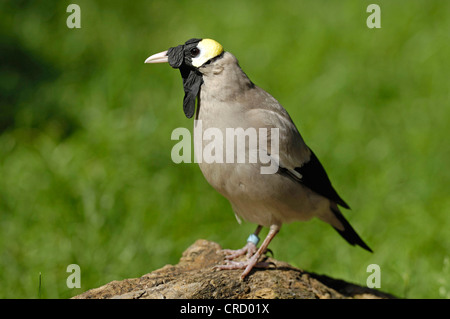 Flecht-Starling (Creatophora Cinerea), Szanding Stockfoto